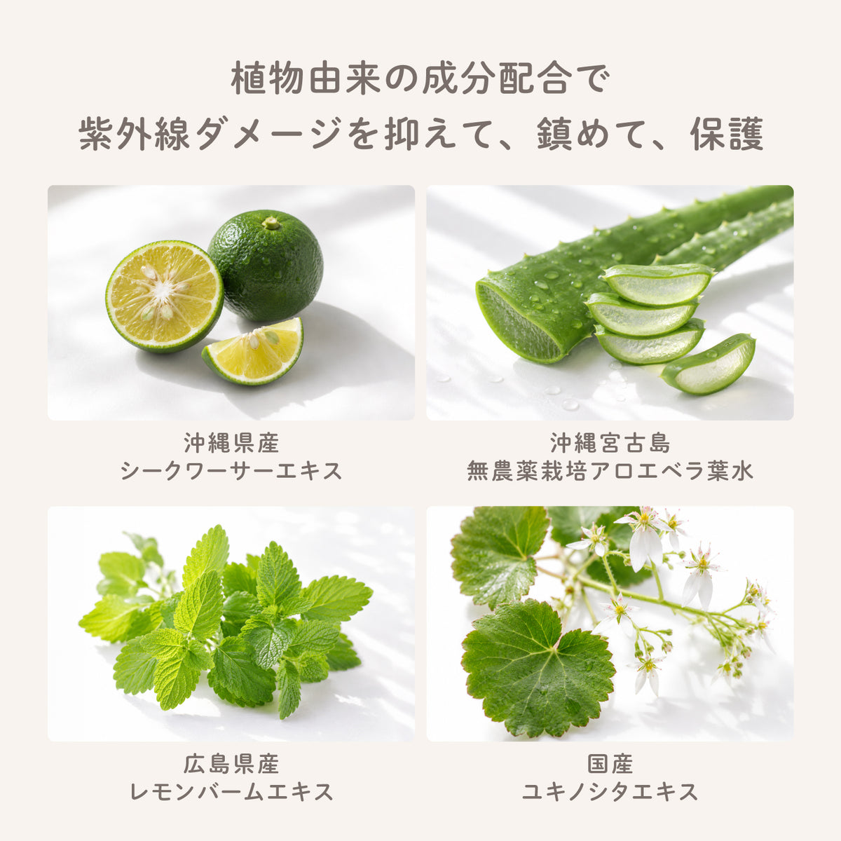ビューテロンド Withfam トーンアップUVクリーム　SPF50+ PA++++　無香料
